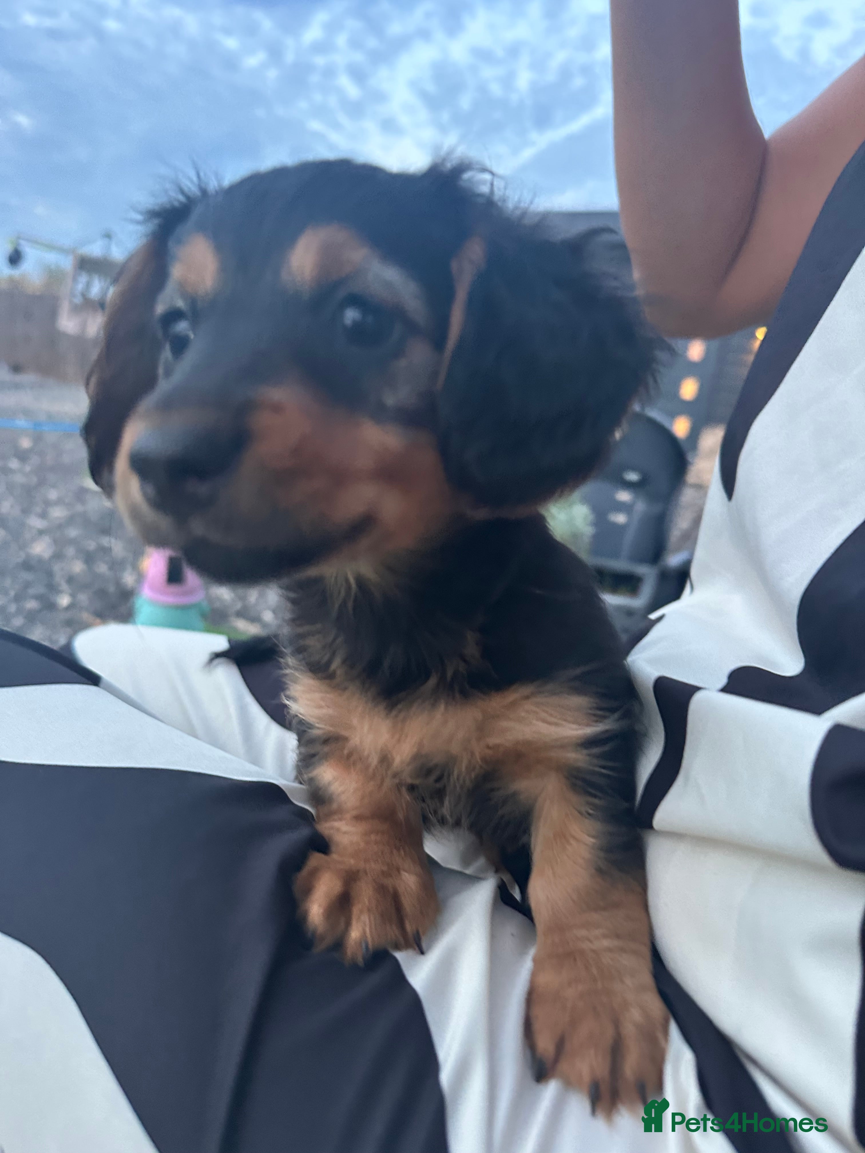 Dachshund dogs KC REG READY NOW! long haired miniature dachshund - Advert 2