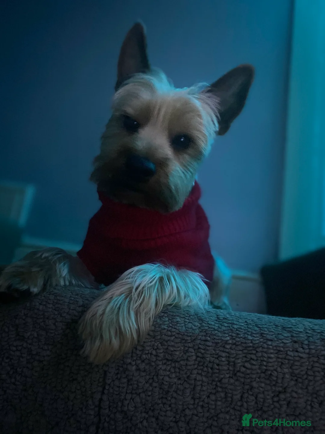 Yorkshire Terrier dogs for stud: Yorkshire terrier STUD ONLY in Leicester - Advert 2