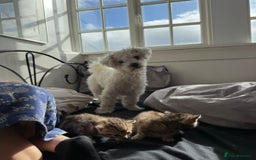 Bichon Frise dogs for sale: Bichon Frise for sale aged 3  - Advert 3