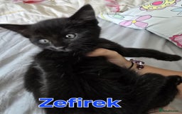 Domestic Shorthair cats for sale: Cute kittens for new home - Image 24
