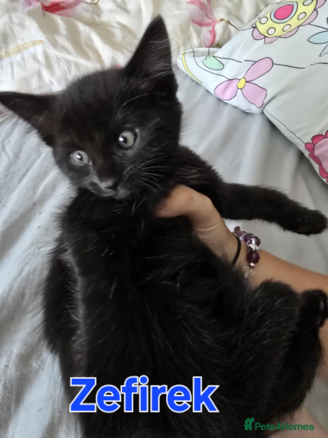 Domestic Shorthair cats for sale: Cute kittens for new home - Image 24