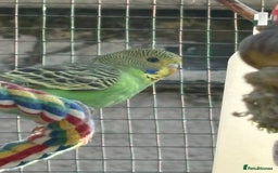 Budgerigars birds for sale: Young Budgies  - Image 10