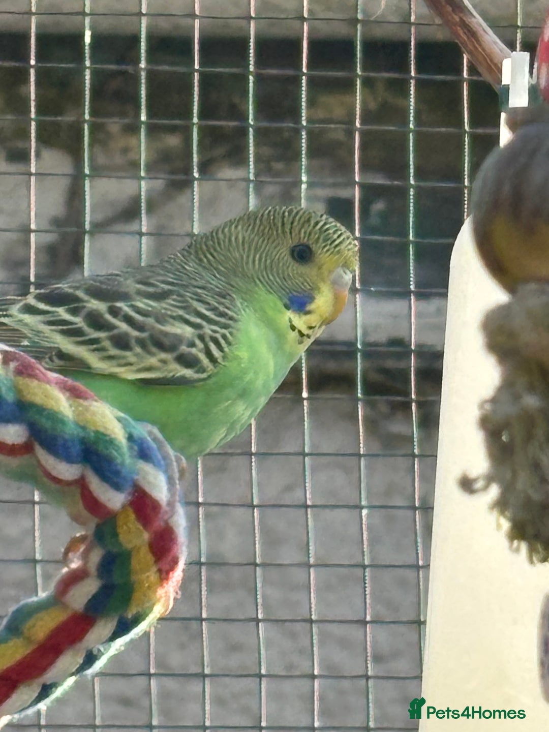 Budgerigars birds for sale: Young Budgies  - Image 10