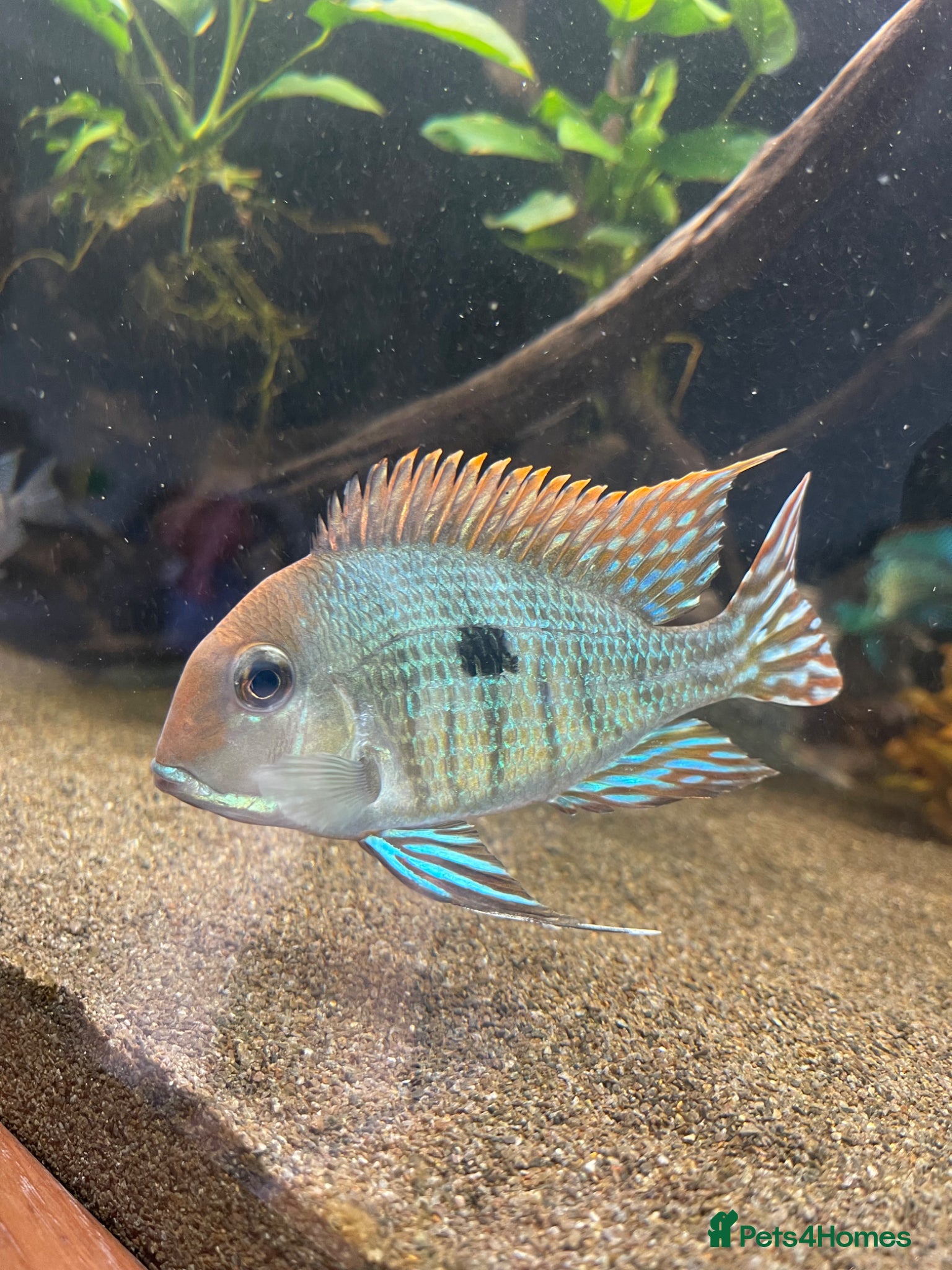 Cichlids fish Red head tapajos x 3  - Advert 2