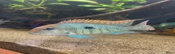 Cichlids fish for sale: Red head tapajos x 3  - Advert 1