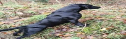 Labrador Retriever dogs for sale: Exceptional RKC Reg Labrador puppies - Advert 5