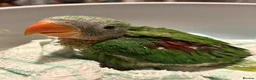 Parakeets birds for sale: Female Alexandrian parakeet  - Advert 2