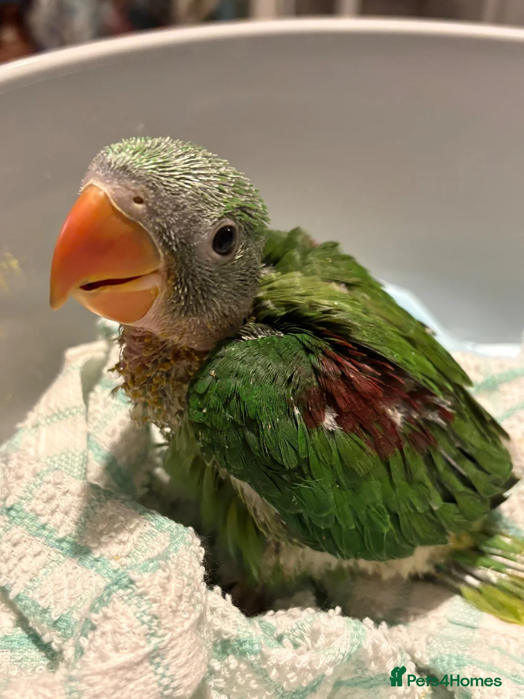 Parakeets birds for sale: Female Alexandrian parakeet  - Advert 2