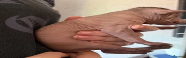Mexican Hairless 5