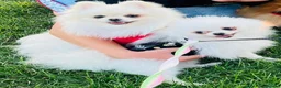 Pomeranian dogs for sale: Adorable little pom-poms looking new parents - Advert 9