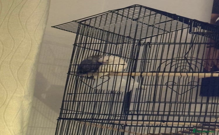 Lovebirds birds - Advert 10