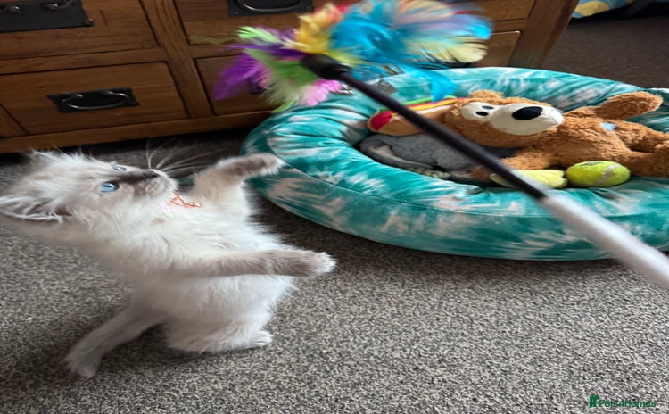 Ragdoll cats - Advert 3