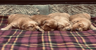 Golden Retriever dogs - Advert 5