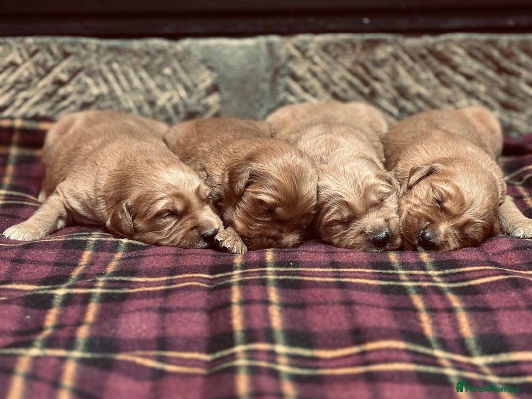 Golden Retriever dogs for sale: Stunning Golden Retrievers - Image 2