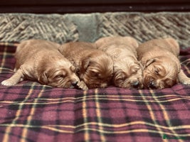 Golden Retriever dogs - Advert 5