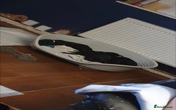 Mixed Breed dogs for sale: 9 Cheeky Labrador Cross Puppies for Sale ♡ - Image 3