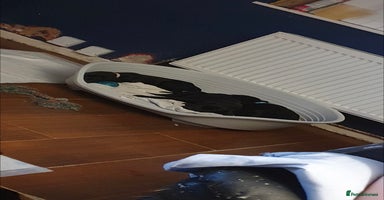 Mixed Breed dogs - Advert 6