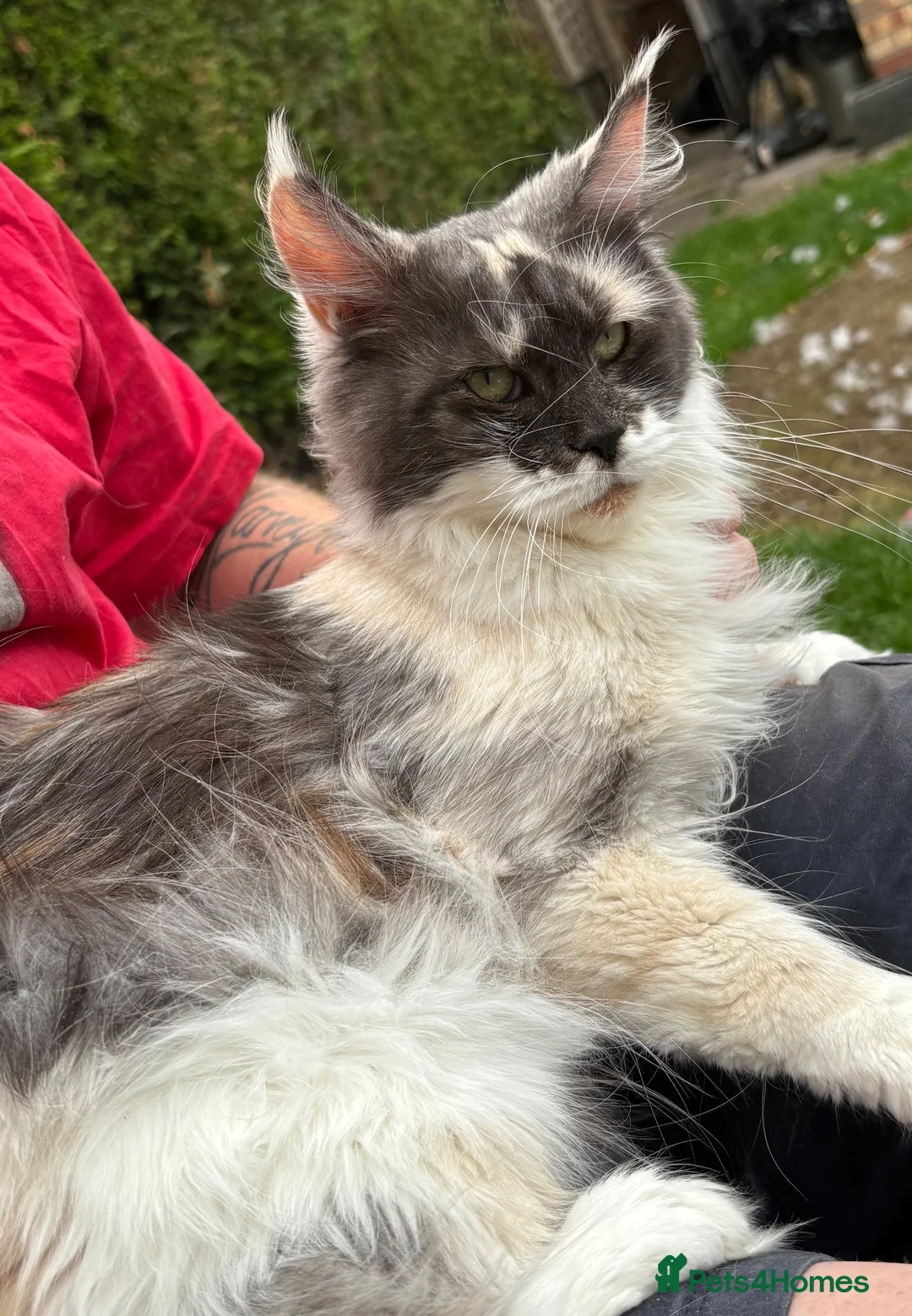 Maine Coon cats for sale: Beautiful 3year old mainecoon girl bow - Advert 2