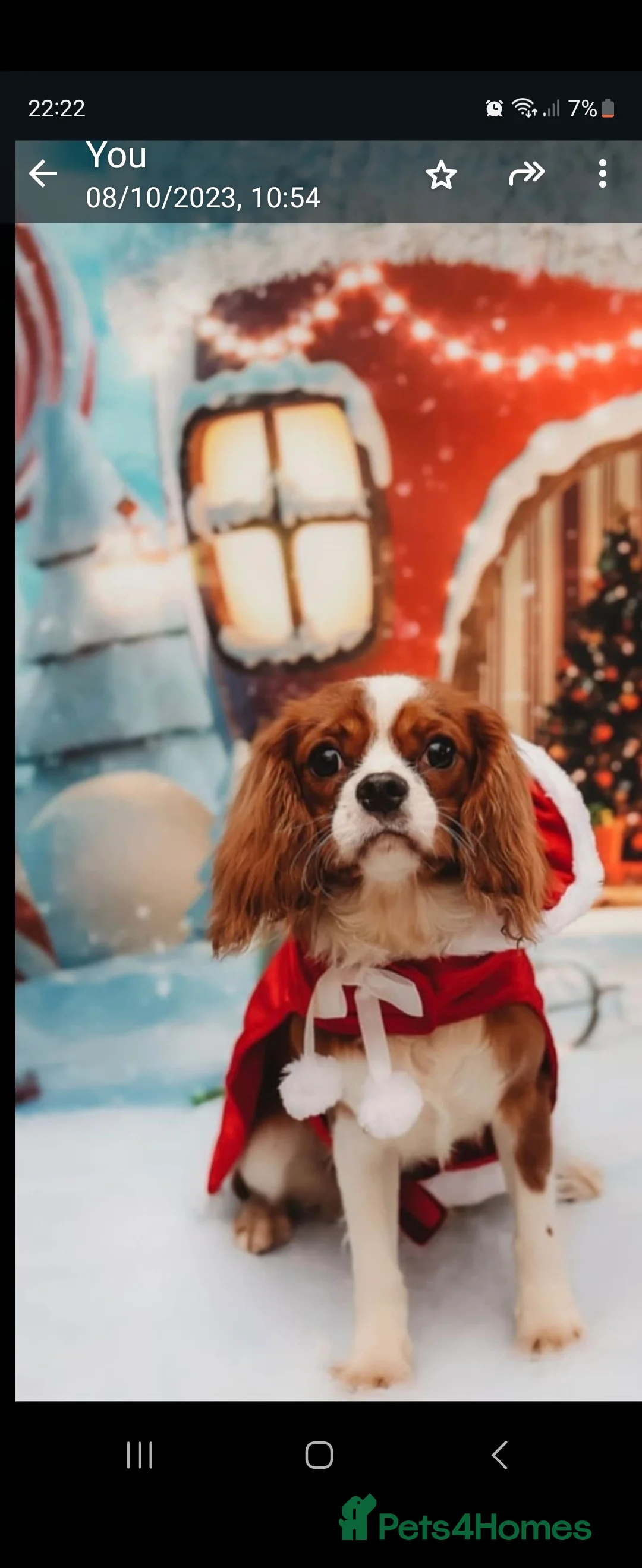 Cavalier King Charles Spaniel dogs for sale: Beautiful Cavalier Puppies available 😍  - Advert 16