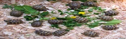 Hermann Tortoise reptiles for sale: Baby Hermann & Spur-thigh Tortoises for sale - Advert 4