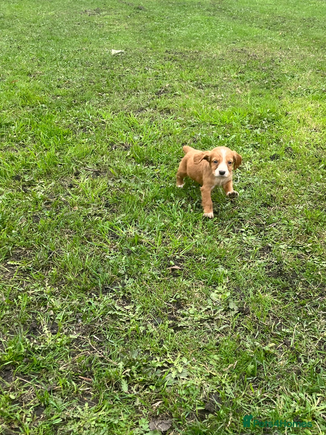 Cocker Spaniel dogs for sale: 7 gorgeous cocker spaniel puppies - Image 14