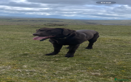 Labrador Retriever dogs for sale: Beautiful KC REG Fully health tested Labradors  - Image 5