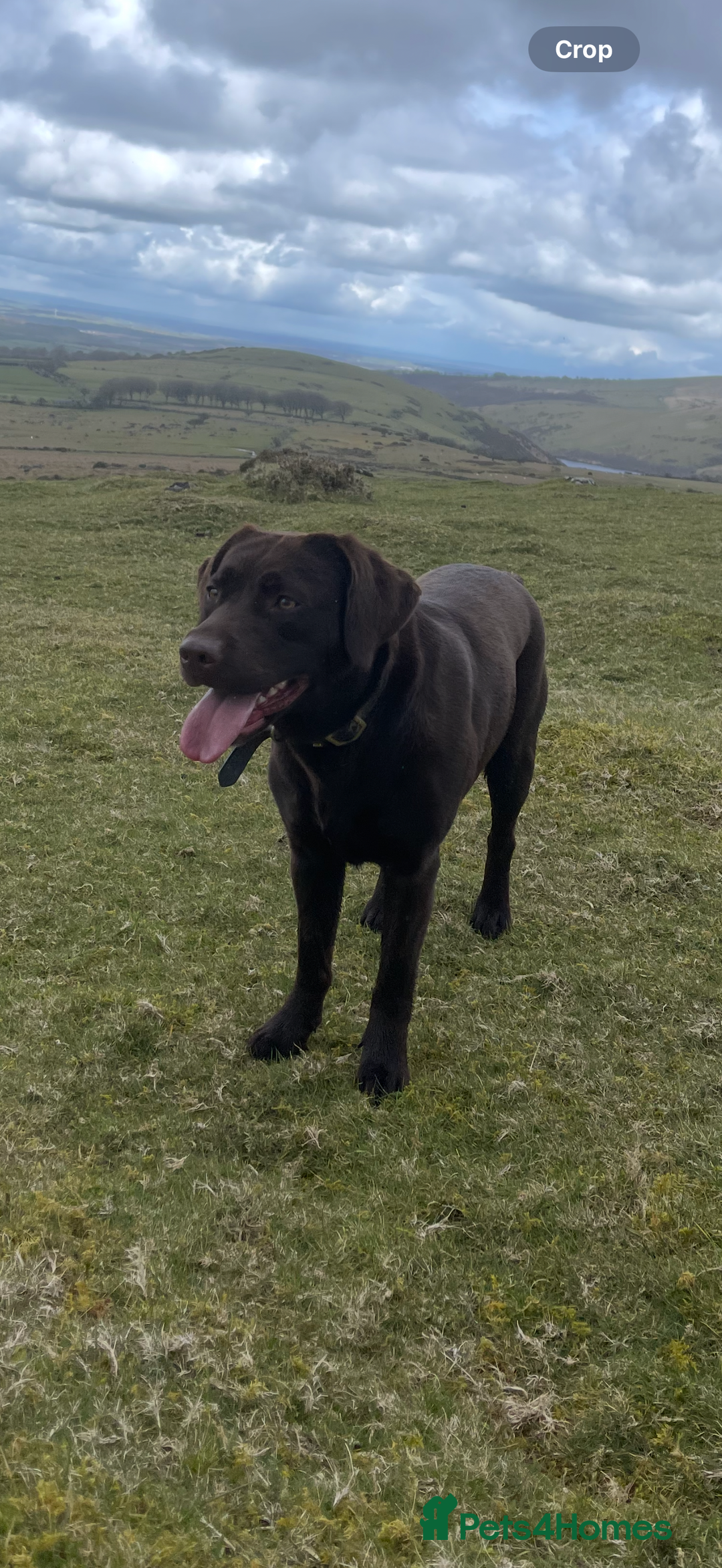 Labrador Retriever dogs for sale: Beautiful KC REG Fully health tested Labradors  - Image 5