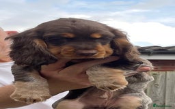 Cocker Spaniel dogs for sale: Beautiful Cocker spaniel puppies  - Image 1