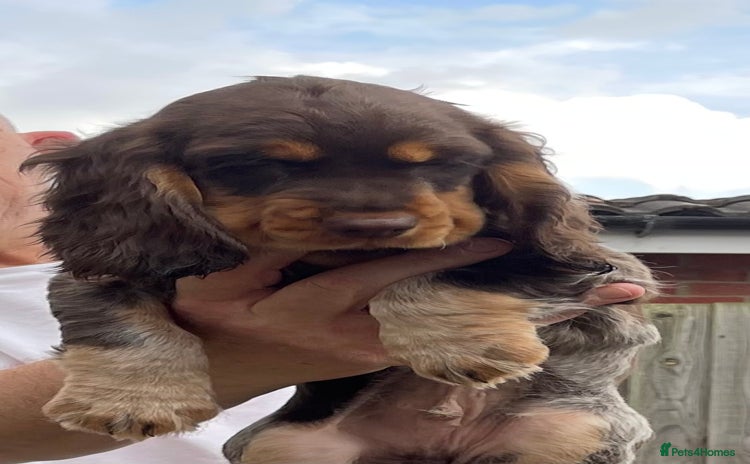 Cocker Spaniel dogs - Advert 1