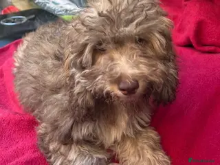 Cockapoo dogs Health tested Choc, sable & phantoms cockapoos - Advert 1