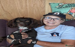 Cocker Spaniel dogs for adoption: Esme  - Image 9