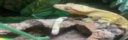 Gecko reptiles for sale: 3 GORGEOUS ADULT CRESTED GECKOS - Advert 3