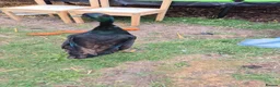 Ducks poultry for sale: Male and female bonded pair of ducks - Advert 4