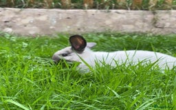 English Lop rabbits for sale: English lop (need gone asap) - Image 1