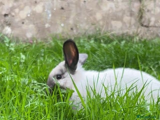 English Lop rabbits - Advert 1