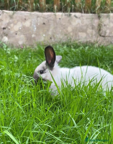 English Lop rabbits - Advert 1