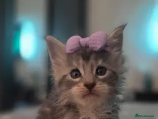 Maine Coon cats Purebreed Russian Bloodline Maine coon kittens - Advert 1