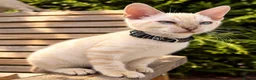 Bengal cats for sale: TICA Registered Bengal snow 5 Generation Pedigree  - Advert 7