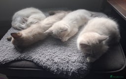 Ragdoll cats for sale: 6 ragdoll kittens  - Image 19