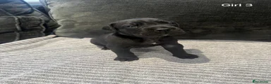 Cane Corso Puppy 5