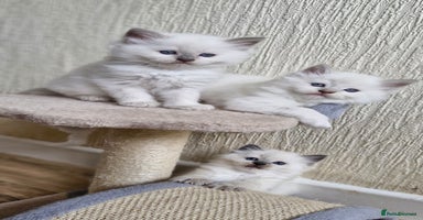 Ragdoll cats - Advert 8