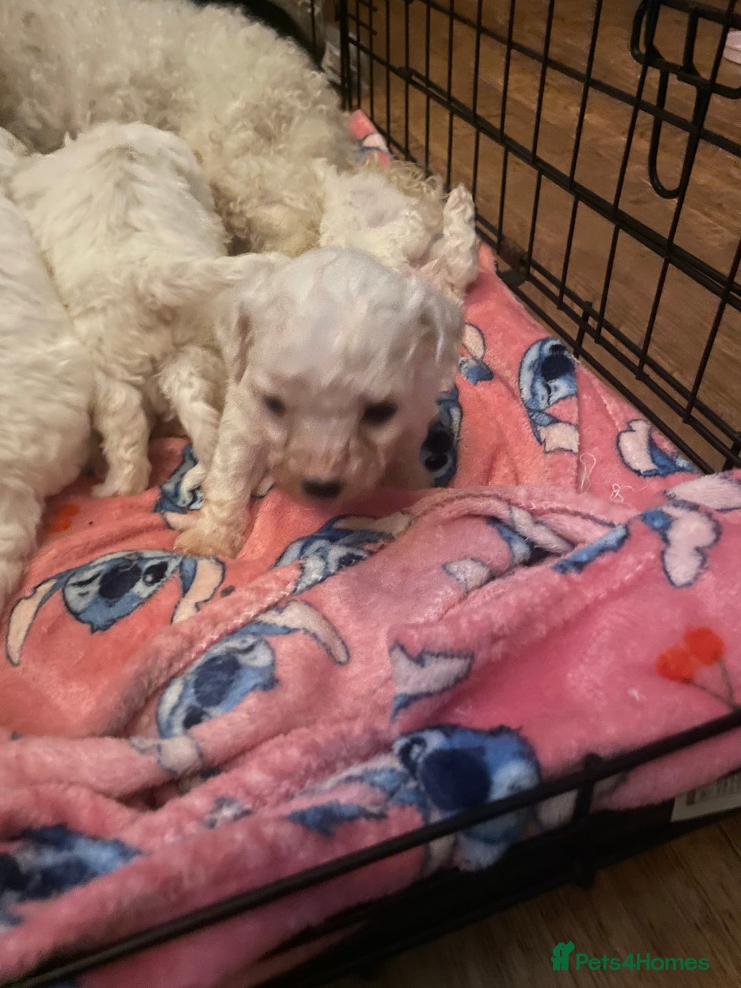 Bichon Frise dogs for sale: BEAUTIFUL BICHONS  - Advert 5