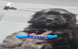 Cockapoo dogs for sale: Beautiful F1 Cockapoos- Ready Now  - Image 17