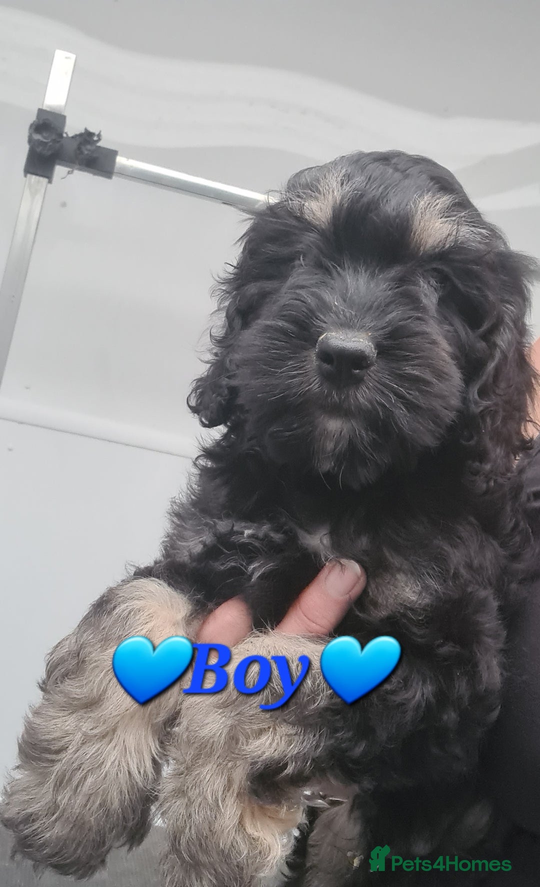 Cockapoo dogs for sale: Beautiful F1 Cockapoos- Ready Now  - Image 17