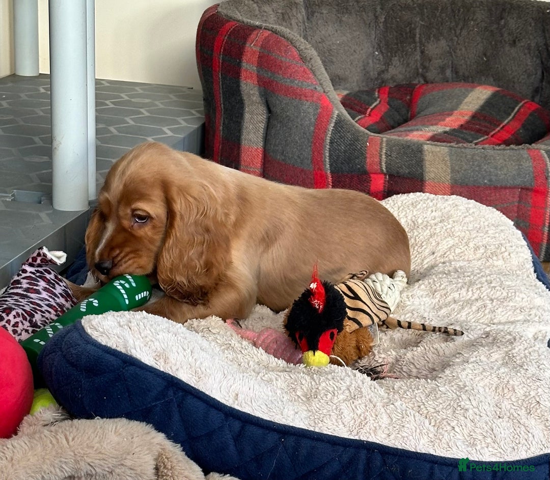 Cocker Spaniel dogs for sale: Beautiful show type boys only - Advert 11