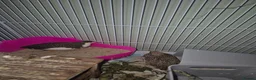 Quail poultry for sale: Chinese Painted Quails in Nelson - Advert 2