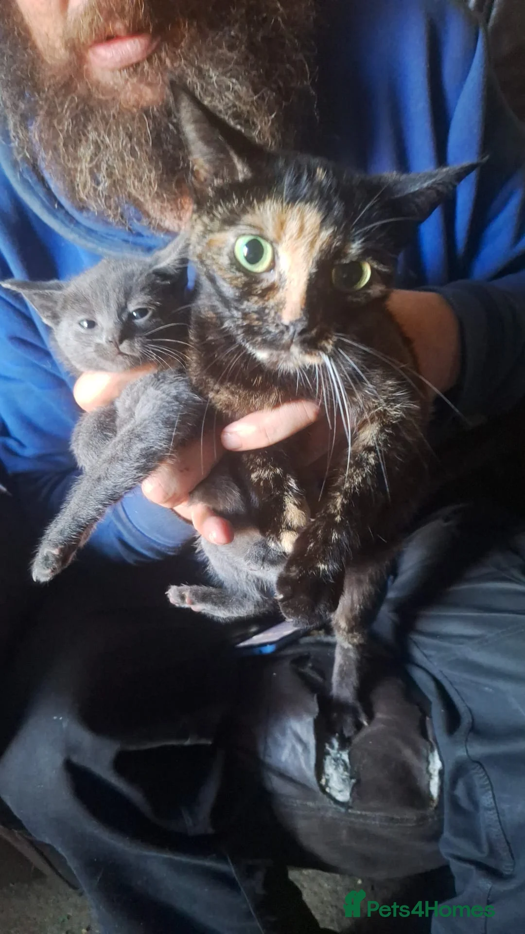 Mixed Breed cats for sale: Kittens for sale - Advert 6