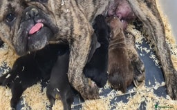 American Bully dogs for sale: Exotic American bully pups blood lines of bitcoin  - Image 19