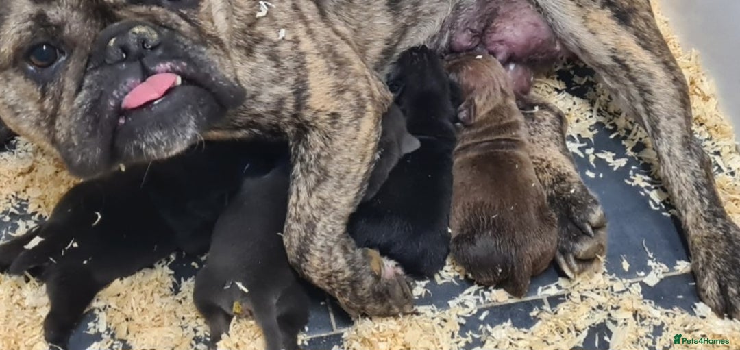 American Bully dogs for sale: Exotic American bully pups blood lines of bitcoin  - Image 19