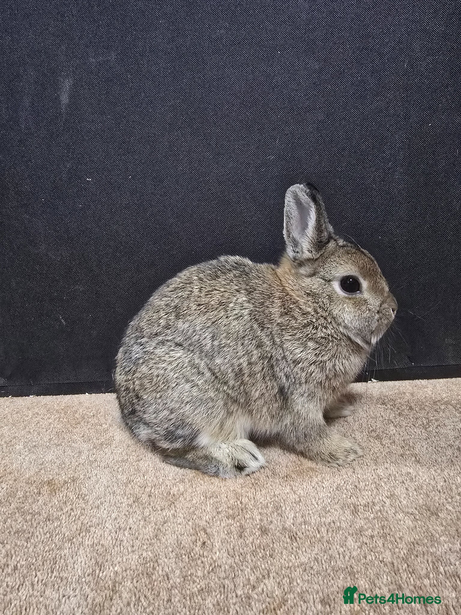 Netherland Dwarf rabbits for sale: Under 5 Agouti Netherland Dwarf in Doncaster - Advert 4